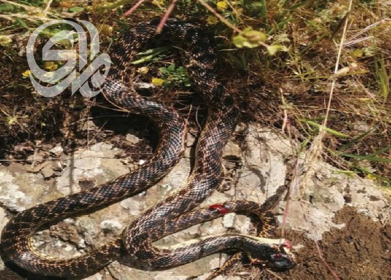 العثور على افعى نادرة جدا في العراق