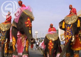 في عيد الحب.. زفاف جماعي على ظهور الأفيا