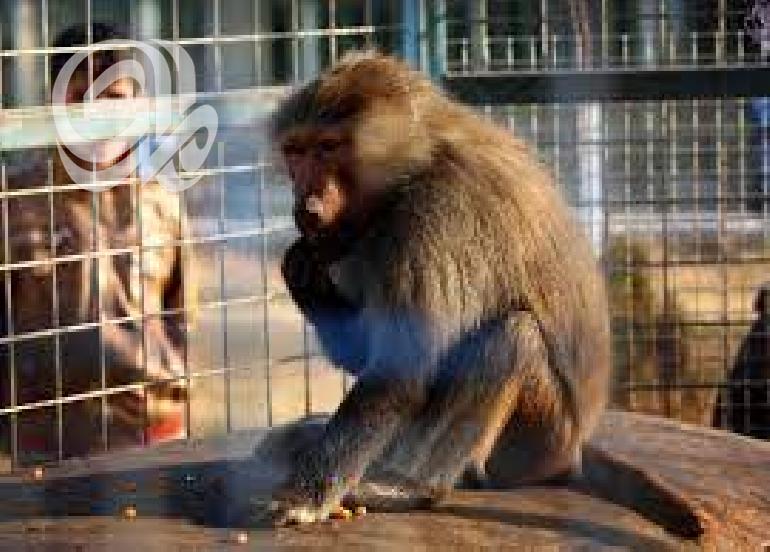 محافظة عراقية تعلن منع دخول (القرود) والحيوانات البرية